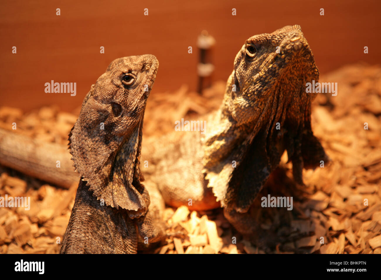 Krause-necked Eidechse Chlamydosaurus Kingii Porträt von männlichen und weiblichen Erwachsenen Gefangenen, UK Stockfoto