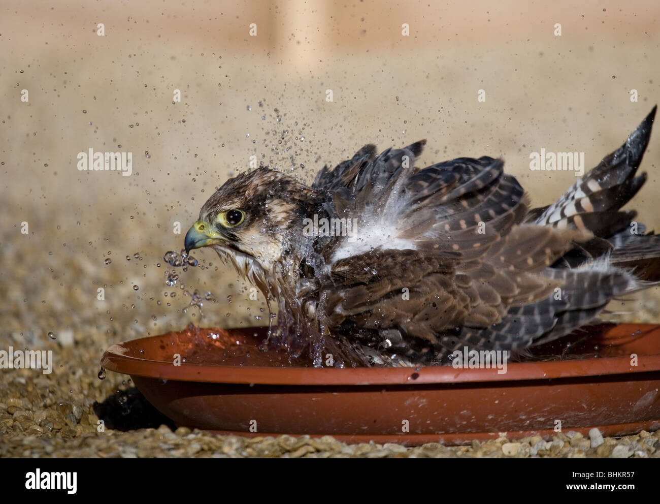 Hybrid Falcon einzelne Männchen Baden in eine Vogeltränke Gloucestershire, UK Stockfoto