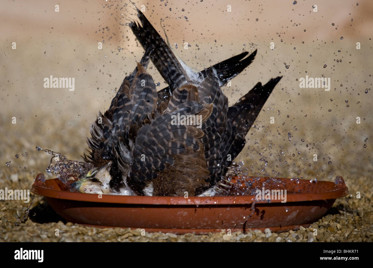 Hybrid Falcon einzelne Männchen Baden in eine Vogeltränke Gloucestershire, UK Stockfoto