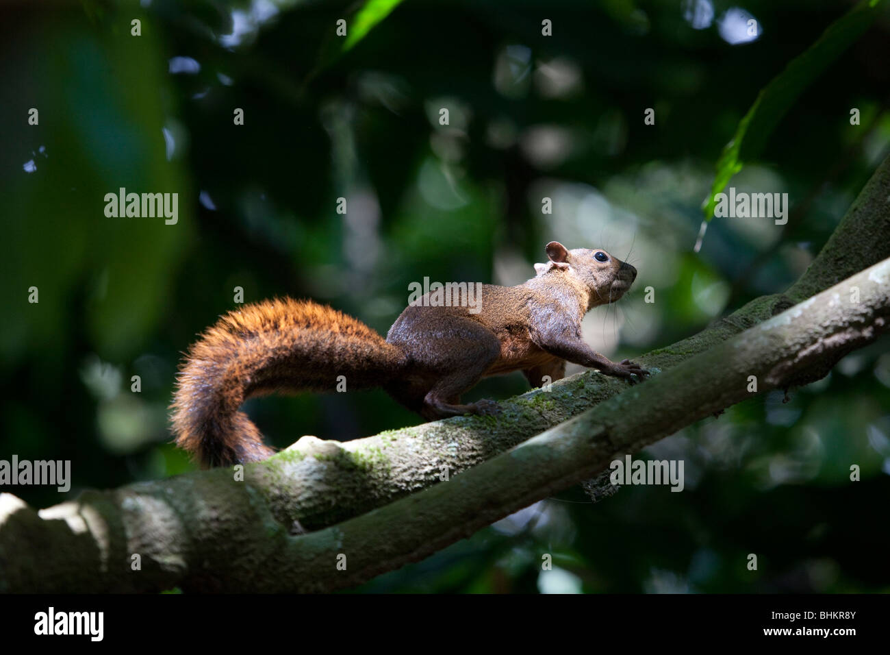 Red-tailed Squirrel, Hacienda Baru, Costa Rica Stockfoto