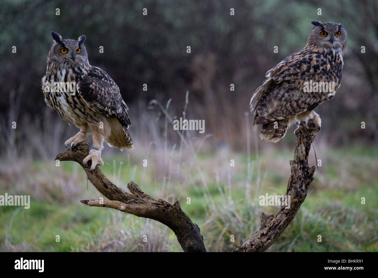 Eurasische Adler-Eule Bubo Bubo zwei Erwachsene Männchen und Weibchen hocken auf Baum stumpf Gloucestershire, UK Stockfoto