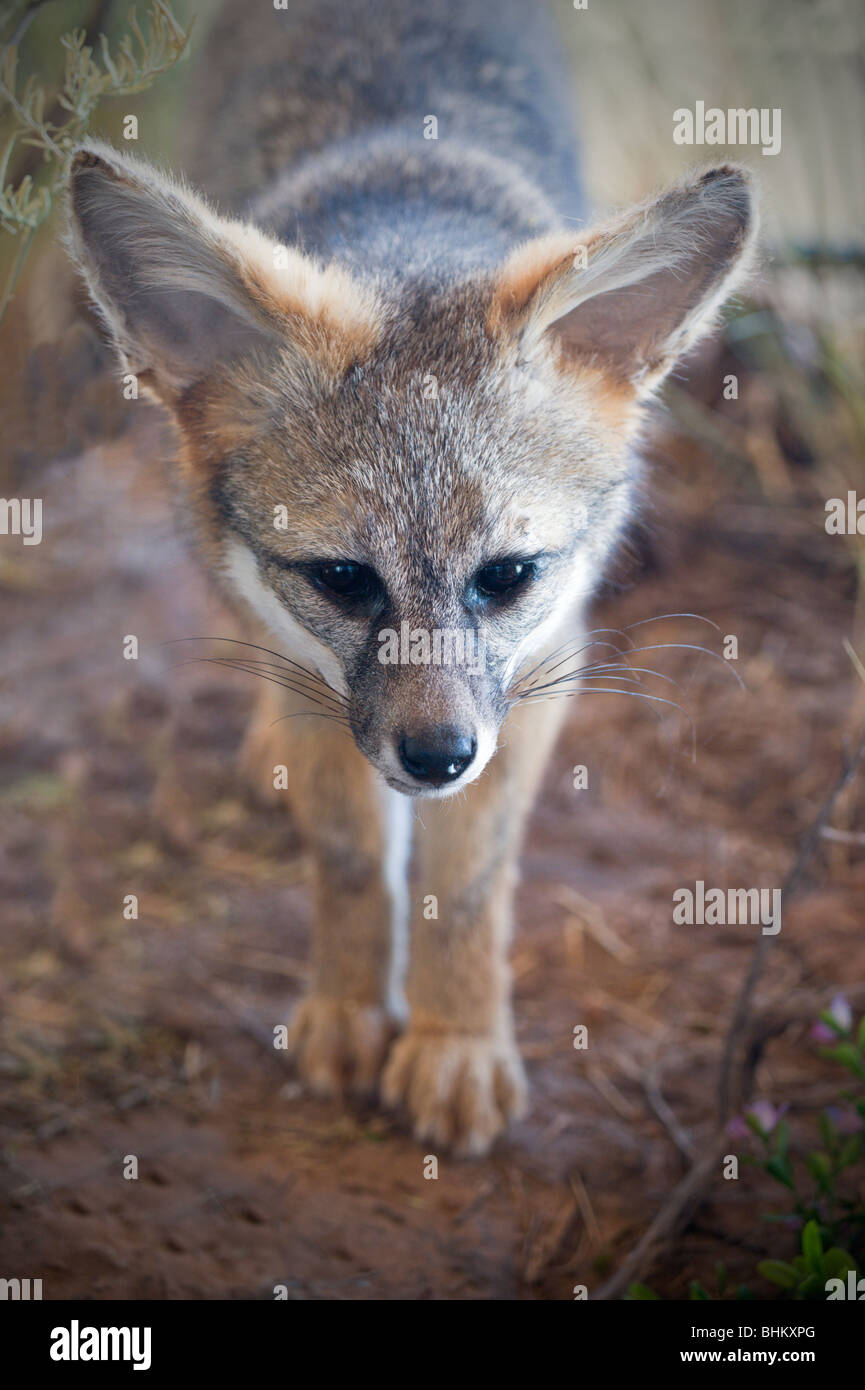Ein grauer Fuchs ist auf Anzeige an Joe Skeen Visitor Center, Bitter Lake National Wildlife Refuge, Roswell, New Mexico. Stockfoto