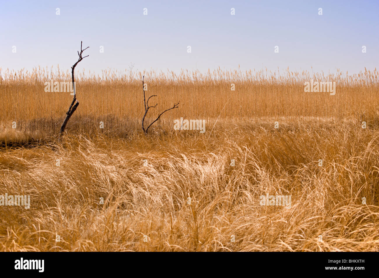 Große goldene Gräser wiegen sich im Wind, im Bitter Lake National Wildlife Refuge in der Nähe von Roswell, New Mexico. Stockfoto