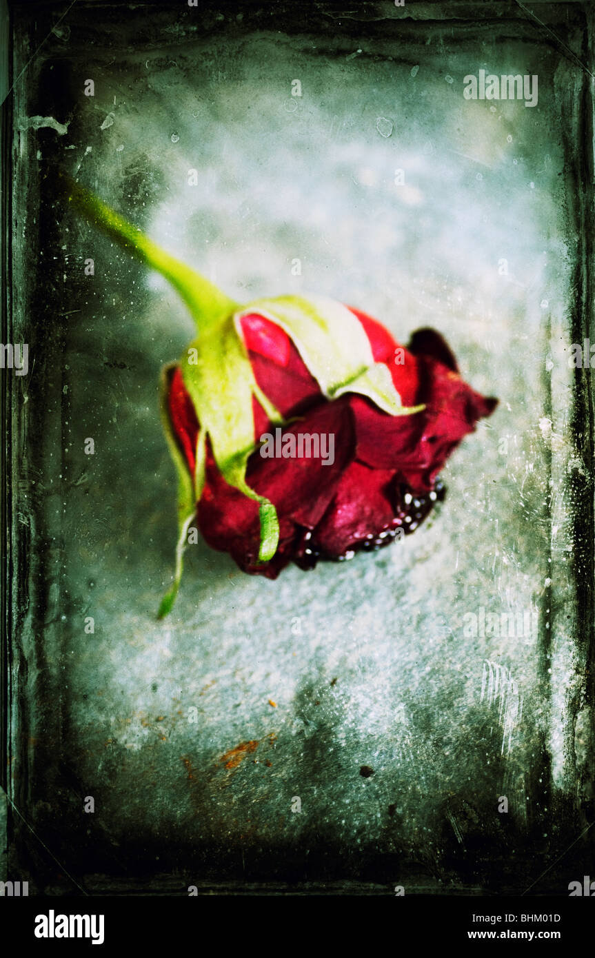 Verfallenden rote rose Stockfoto