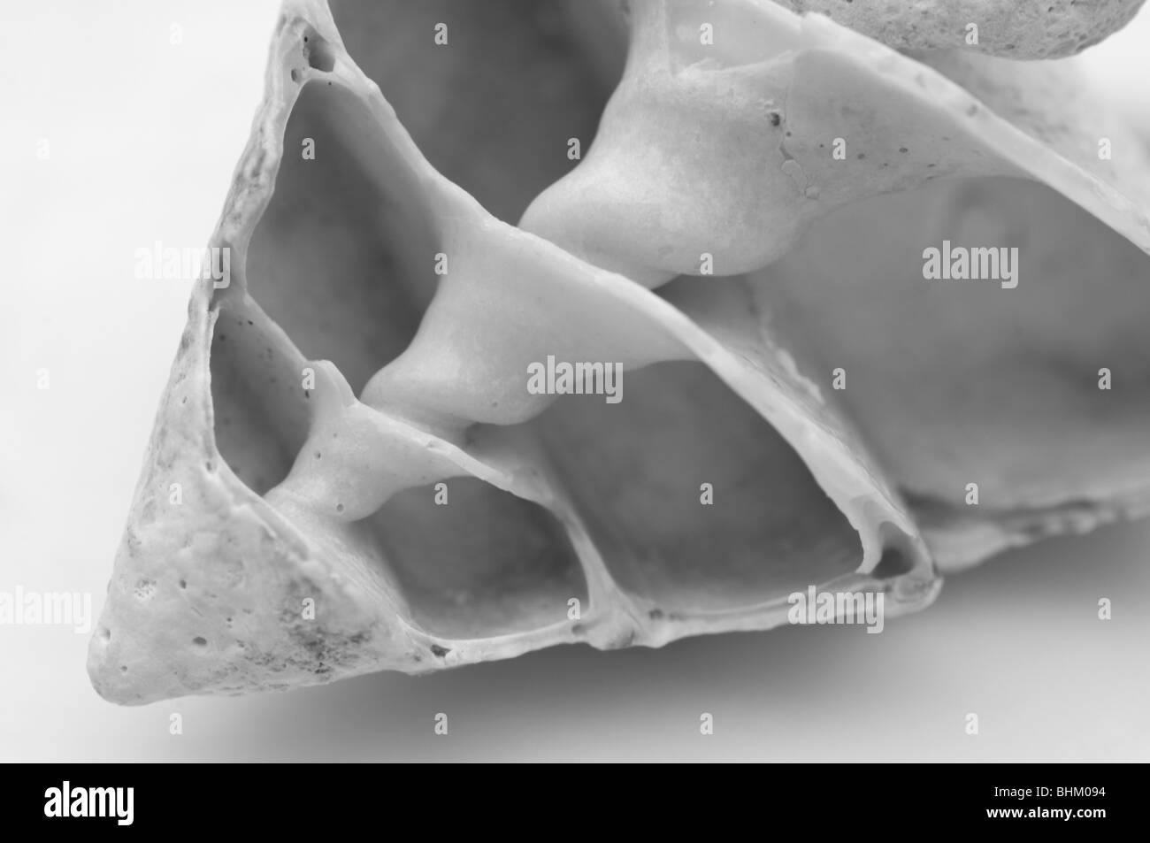 Querschnitt einer Muschel, die zur Veranschaulichung der Innenschale Struktur Stockfoto