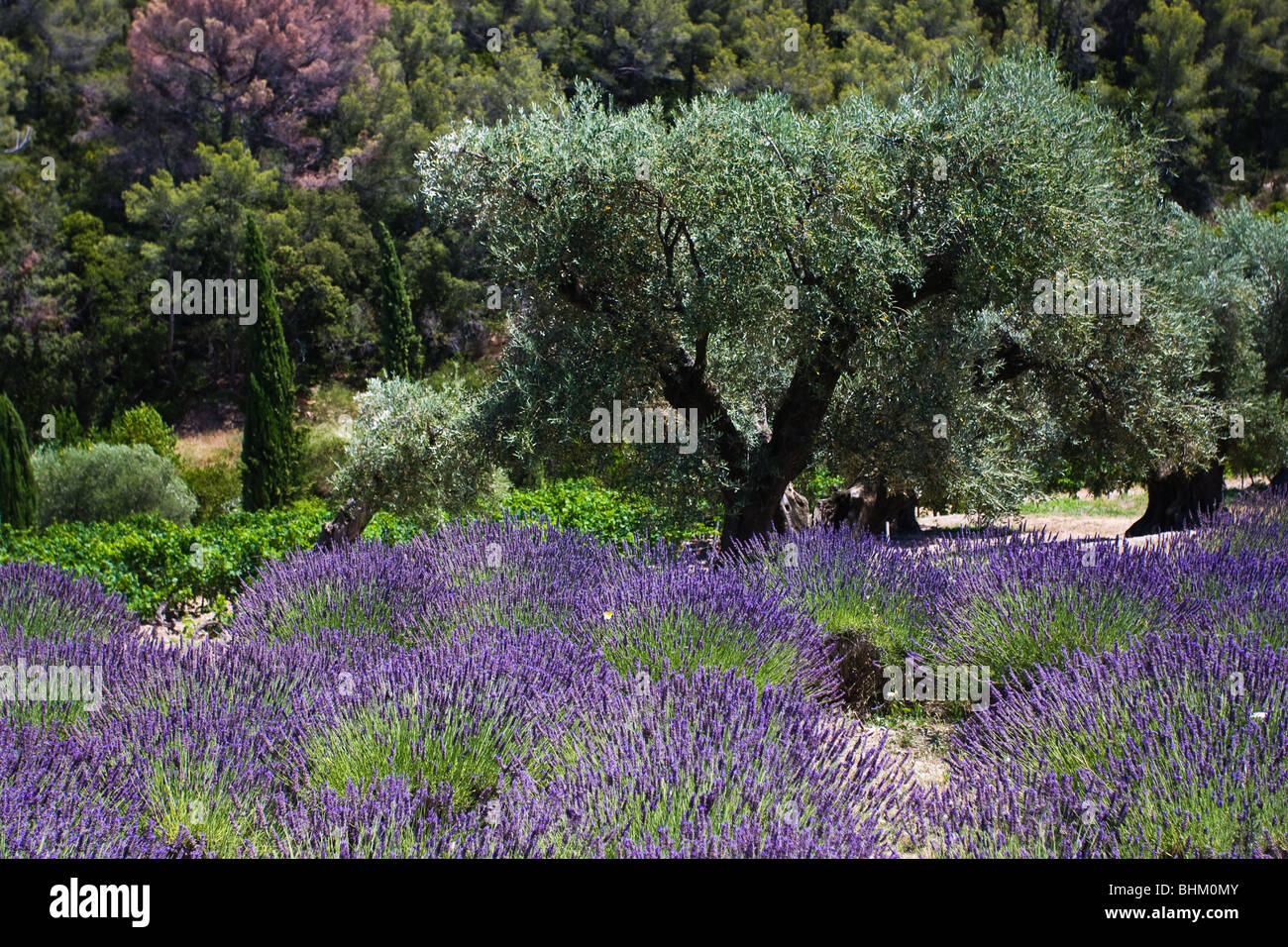 In der Provence in der Nähe ein Lavendel-Feld und ein alter Olivenbaum auf dem Gebiet der Souviou Le Beausset in Frankreich. Stockfoto
