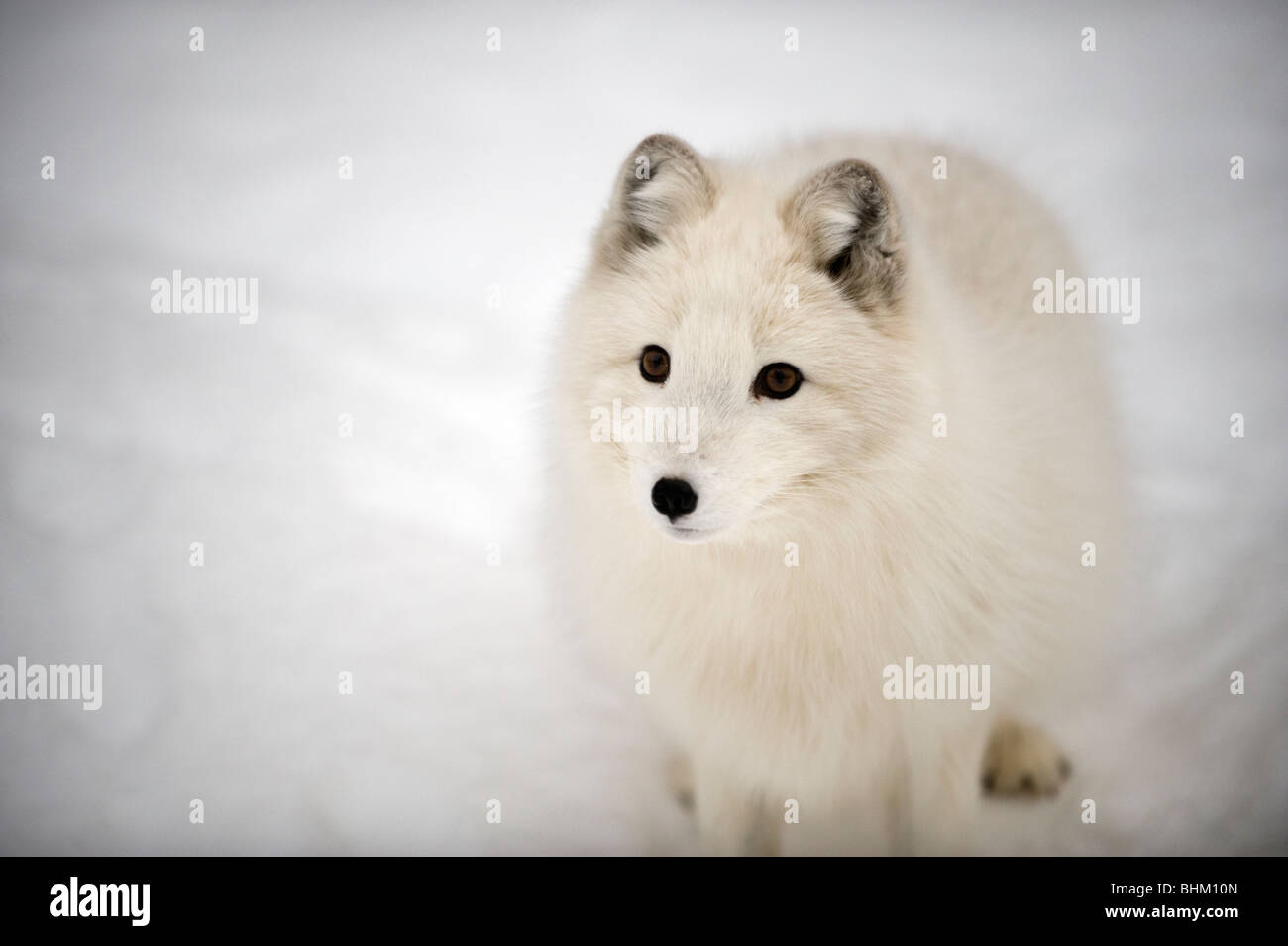 Artic Fox im Schnee Stockfoto