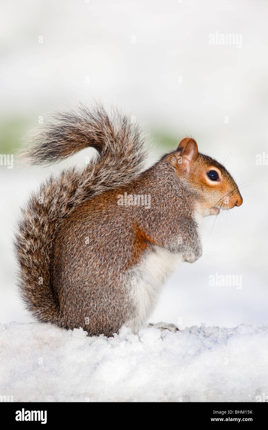 Grauhörnchen; Sciurus Carolinensis; im Schnee Stockfoto