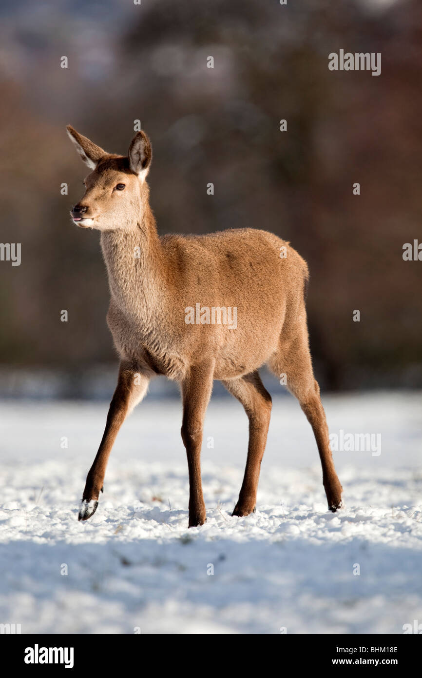 Red Deer; Cervus Elaphus; im Schnee Stockfoto