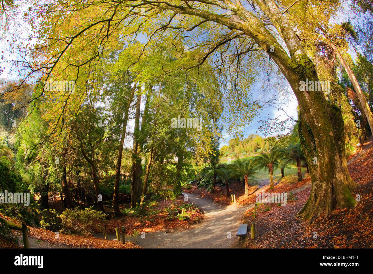 Trebah Garden; Bäume durch ein fisheye-Objektiv; Cornwall Stockfoto