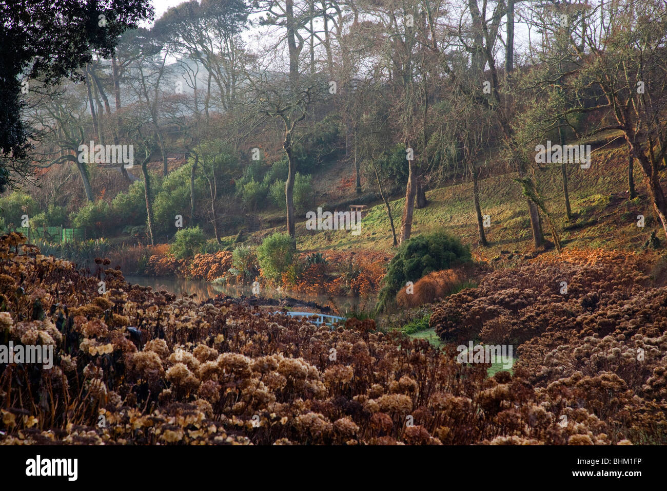 Trebah Garden; im Winter; Cornwall Stockfoto