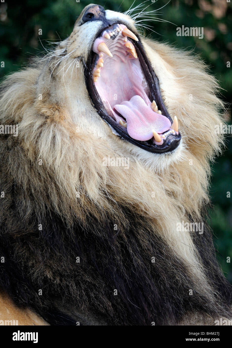 Ein männlicher afrikanischer Löwe (Panthera Leo) gähnt mit einem weit geöffneten Mund zeigt seine massiven Eckzähne Schneidezähne und Raspeln Zunge. Stockfoto