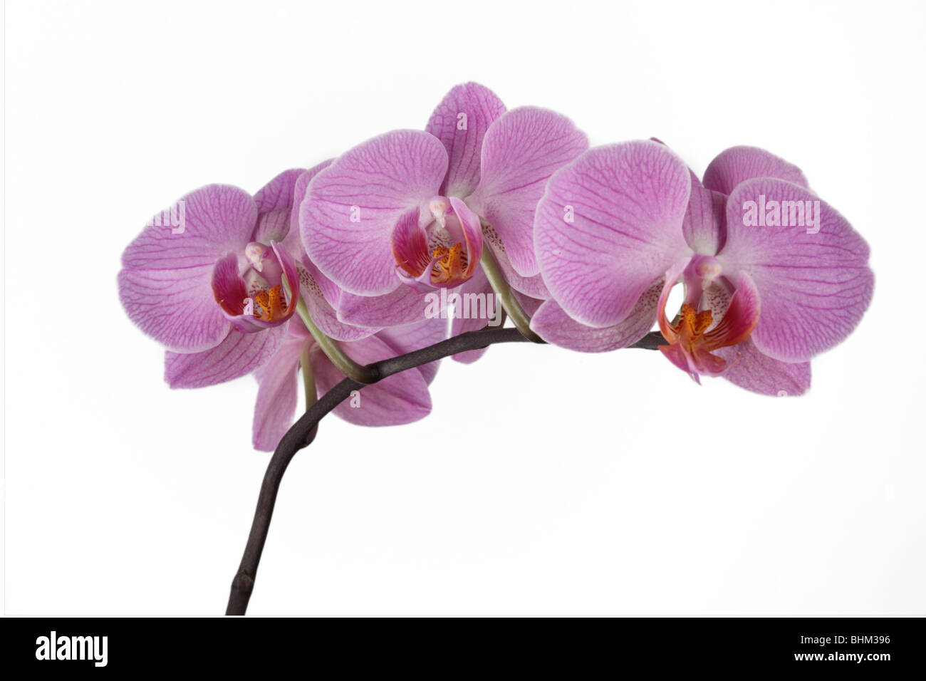 Nahaufnahme eines rosa Phalaenopsis-Orchideenstammes (Moth-Orchidee), isoliert vor einem weißen Hintergrund Stockfoto