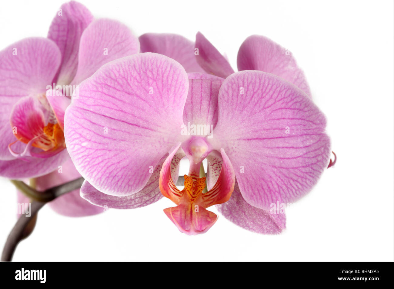 Nahaufnahme einer rosa Phalaenopsis Orchidee (Moth Orchid) Blüte isoliert vor einem weißen Hintergrund Stockfoto