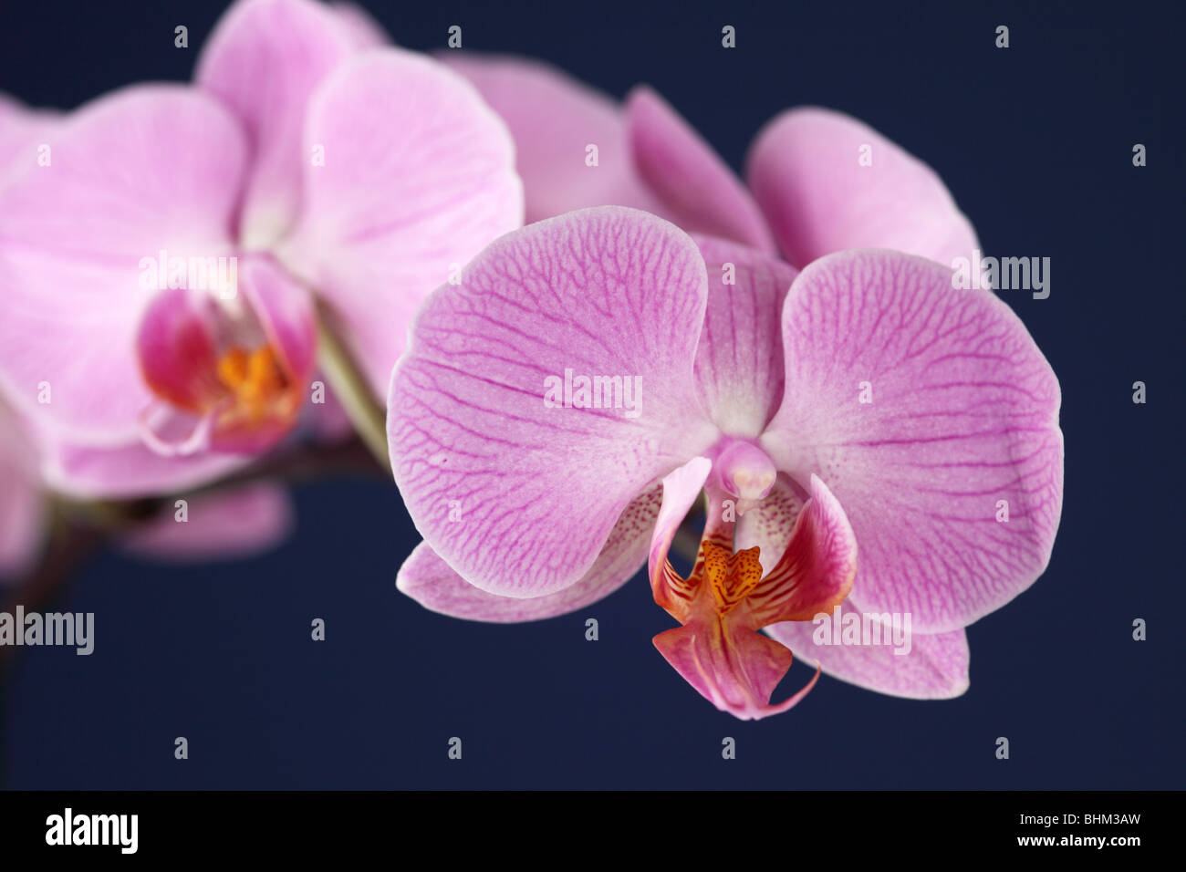 Nahaufnahme einer rosa Phalaenopsis Orchidee (Moth Orchid) Blüte isoliert vor blauem Hintergrund, Großbritannien Stockfoto