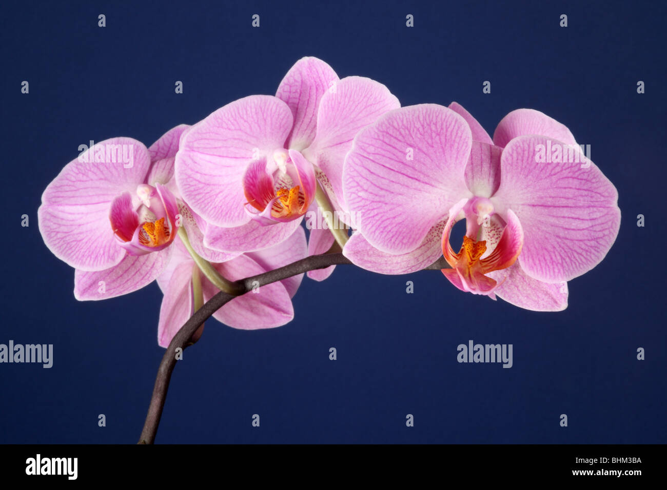 Nahaufnahme eines rosa Phalaenopsis Orchideenstammes (Moth Orchid), isoliert vor blauem Hintergrund, Großbritannien Stockfoto
