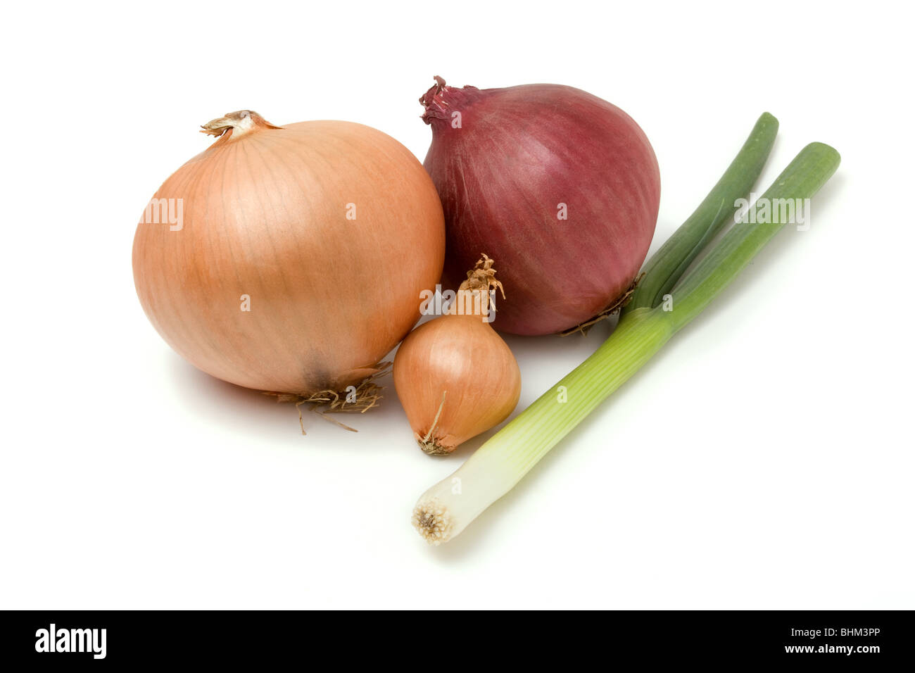 Eine Auswahl an verschiedenen Zwiebeln aus der Familie der Zwiebel auf weißen Hintergrund isoliert. Stockfoto