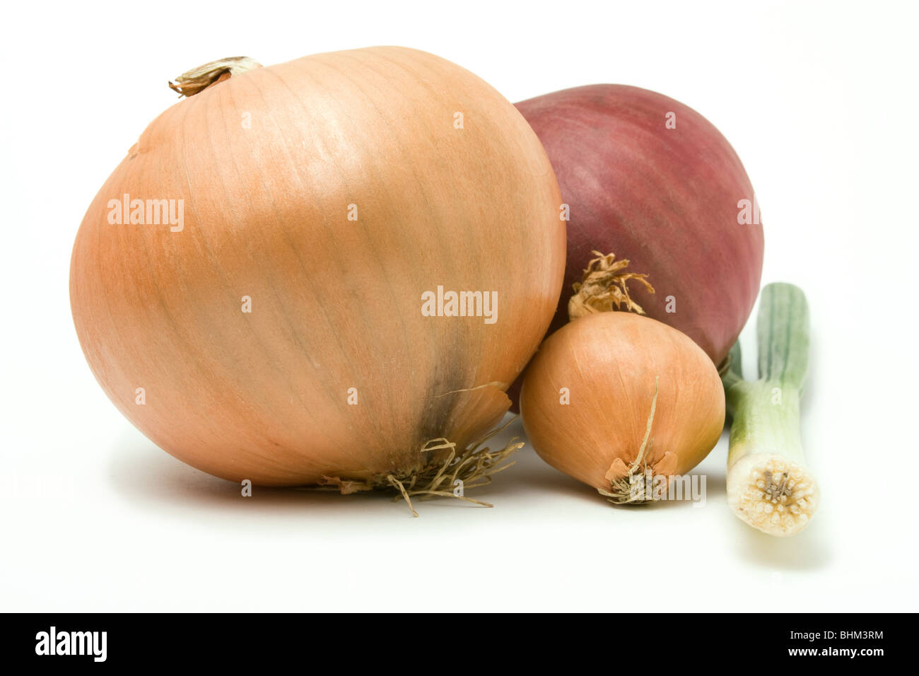 Eine Auswahl an verschiedenen Zwiebeln aus der Familie der Zwiebel auf weißen Hintergrund isoliert. Stockfoto