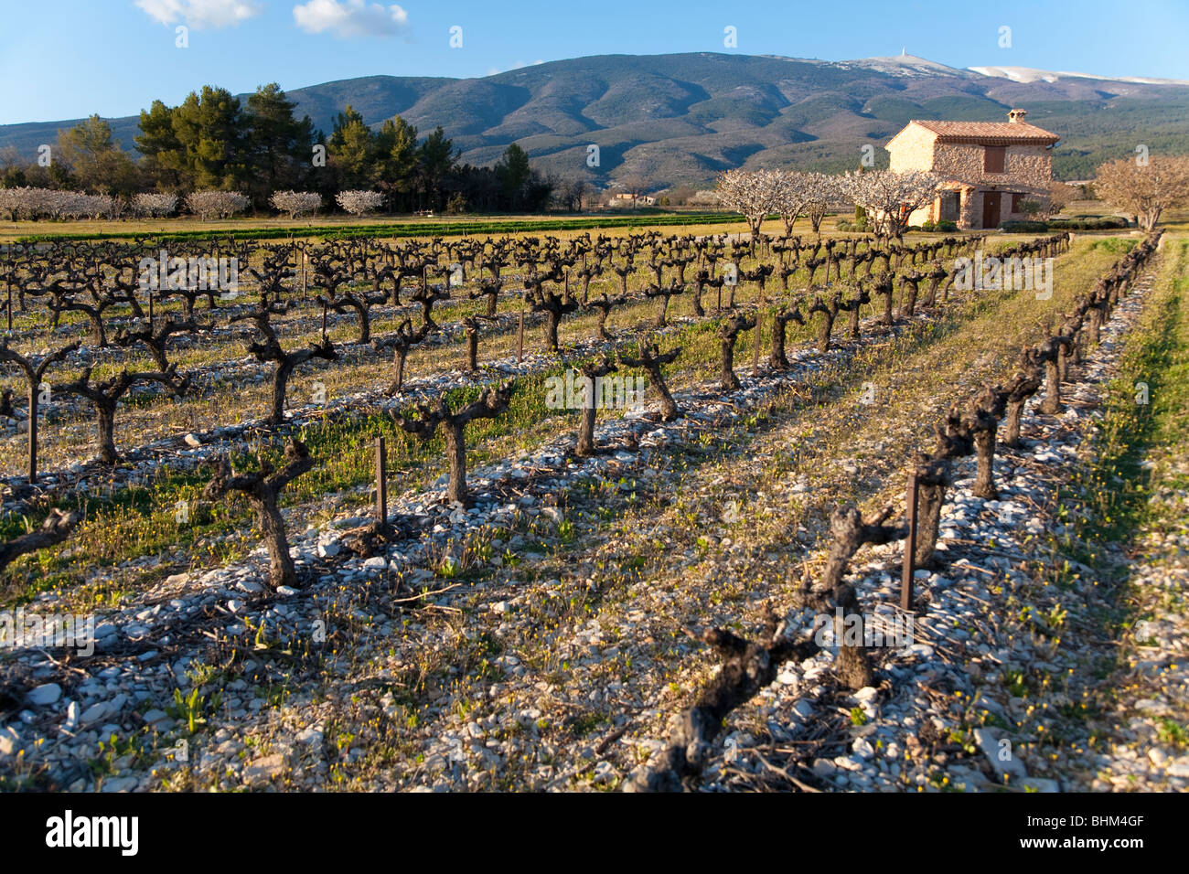 Weinberg im zeitigen Frühjahr, Obstbäume in voller Blüte, Haus, Mont Ventoux, Comtat Venaissin, Vaucluse, Provence, Frankreich Stockfoto