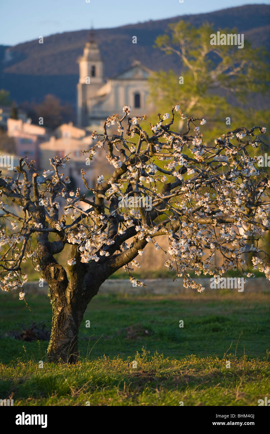 Obstbaum in voller Blüte, Jesuit Stil Kirche Saint Antonin Build im Jahre 1702, Bedoin, Comtat Venaissin, Vaucluse, Provence, Frankreich Stockfoto
