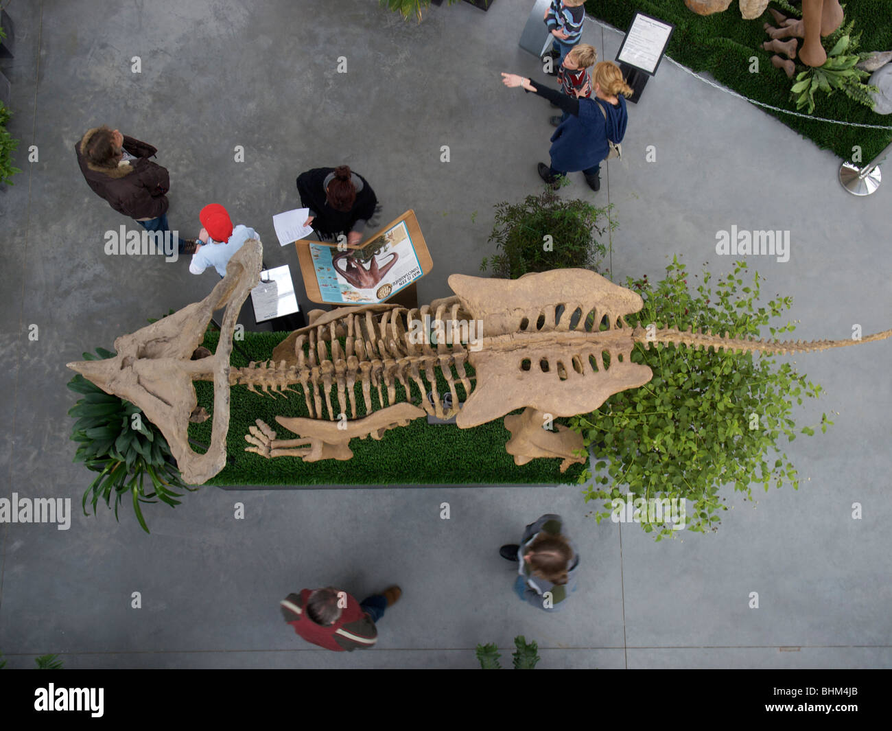 Menschen im Museum rund um Dinosaurier-Skelett. Boxtel, Noord-Brabant, Niederlande Stockfoto