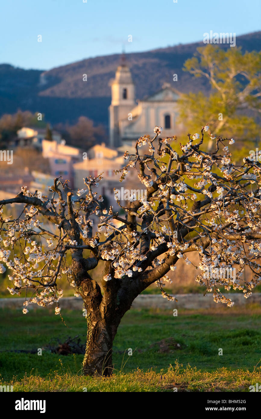 Obstbaum in voller Blüte, Jesuit Stil Kirche Saint Antonin Build im Jahre 1702, Bedoin, Comtat Venaissin, Vaucluse, Provence, Frankreich Stockfoto