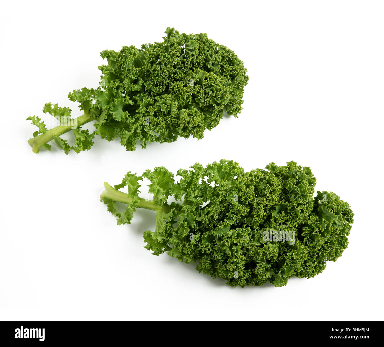 Zwei Blätter von frischen, biologischen Grünkohl auf einem weißen Hintergrund. Gewachsen in Surrey und kaufte in Surrey Bauernmarkt. Stockfoto