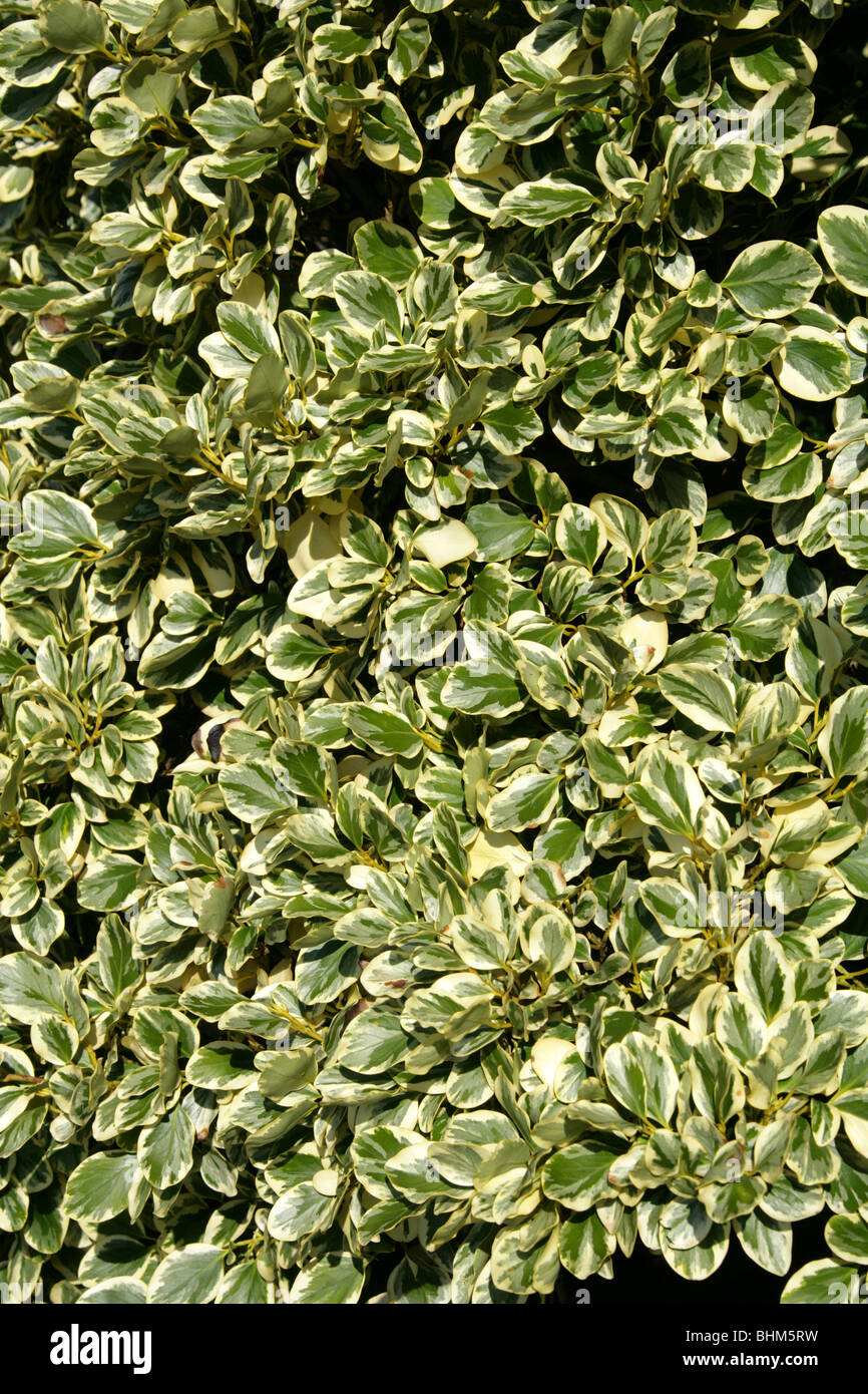 New Zealand Laub-, Papauma oder Kapuka, Griselinia Littoralis 'Variegata', Griseliniaceae, New Zealand. Stockfoto