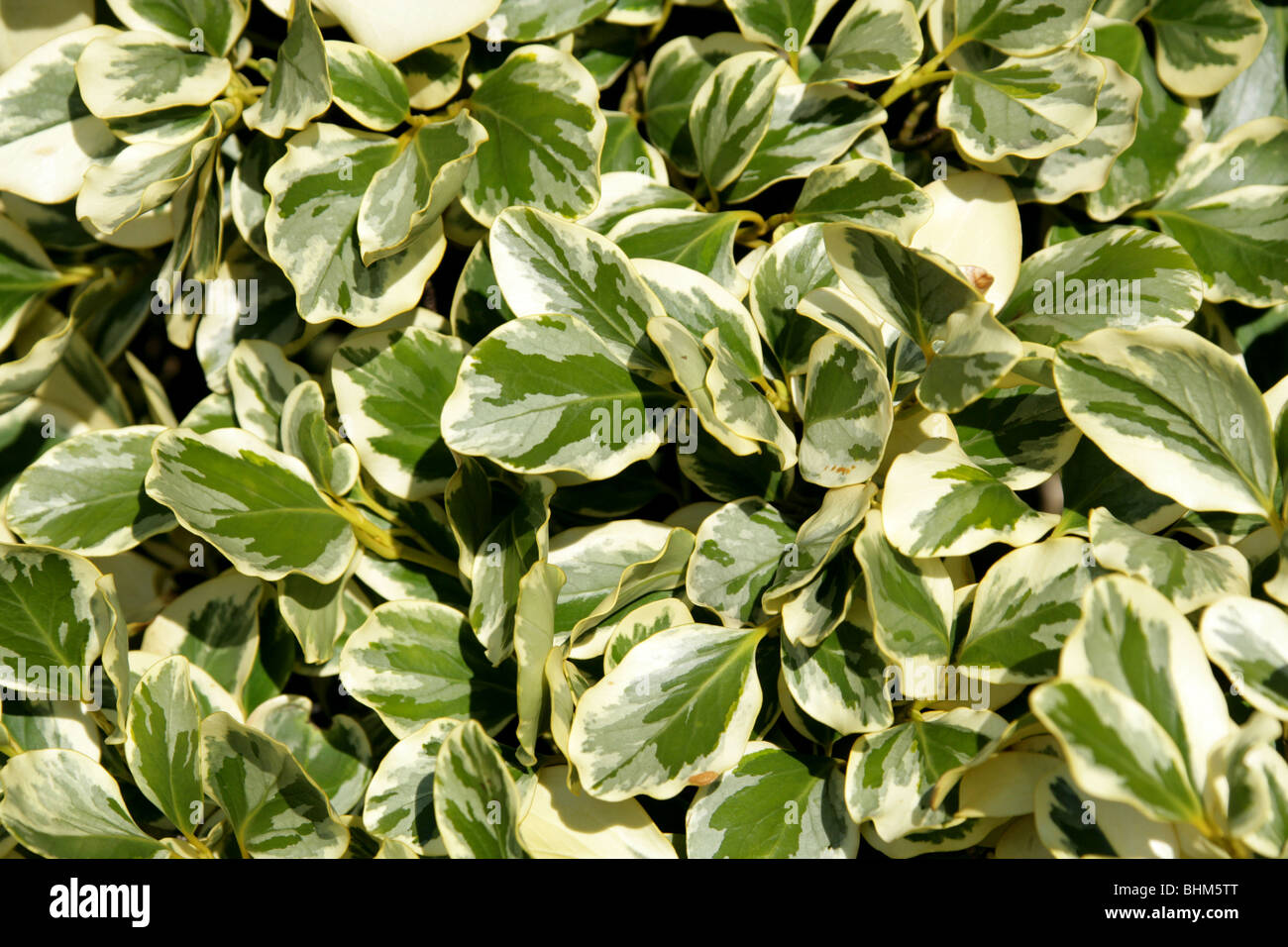 New Zealand Laub-, Papauma oder Kapuka, Griselinia Littoralis 'Variegata', Griseliniaceae, New Zealand. Stockfoto