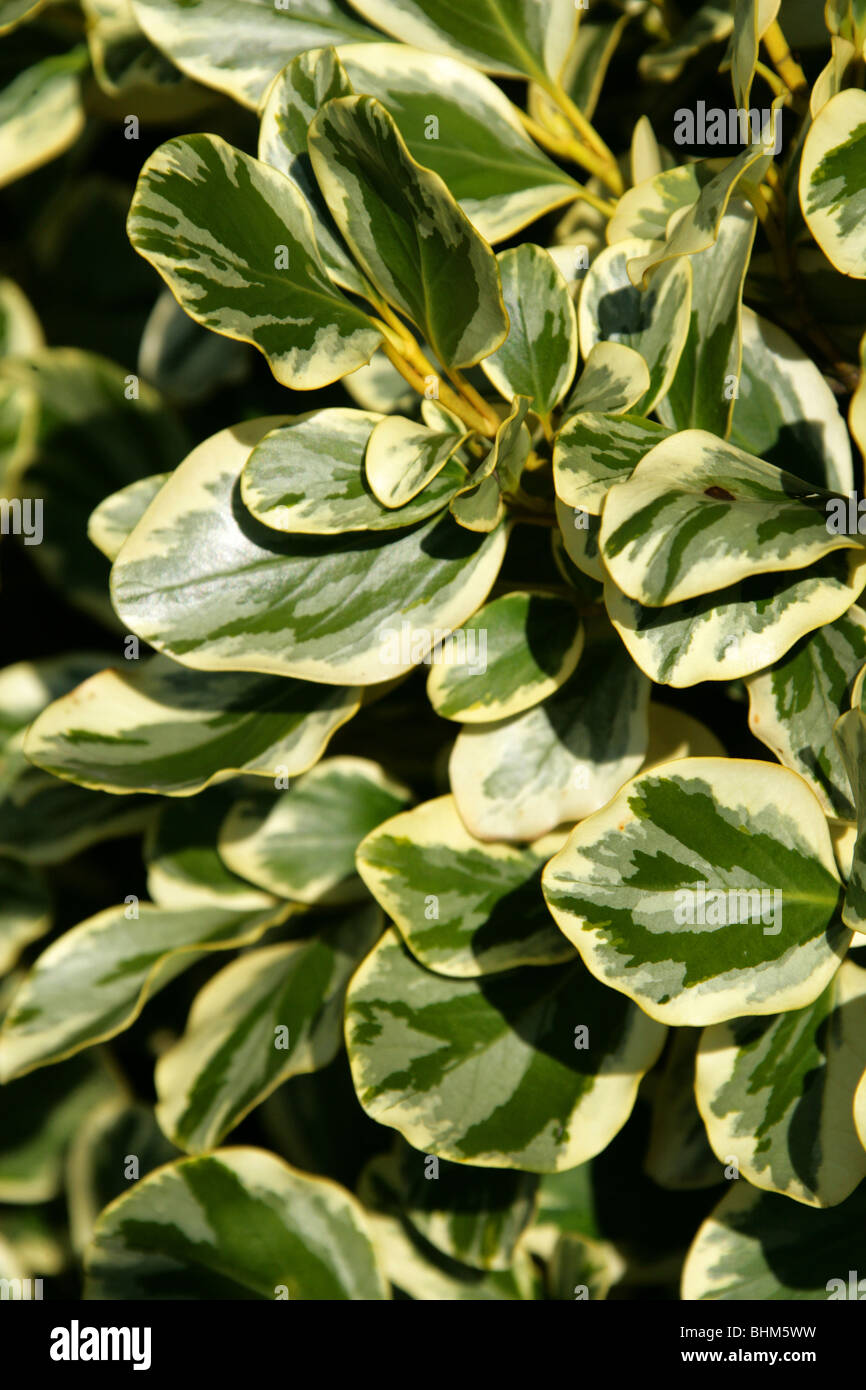 New Zealand Laub-, Papauma oder Kapuka, Griselinia Littoralis 'Variegata', Griseliniaceae, New Zealand. Stockfoto