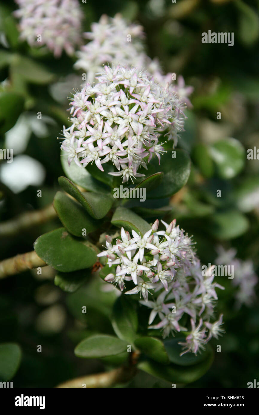 Jade-Anlage, Efeutute, Crassula Portulacea, Crassulaceae, Kapprovinz, Südafrika. Stockfoto