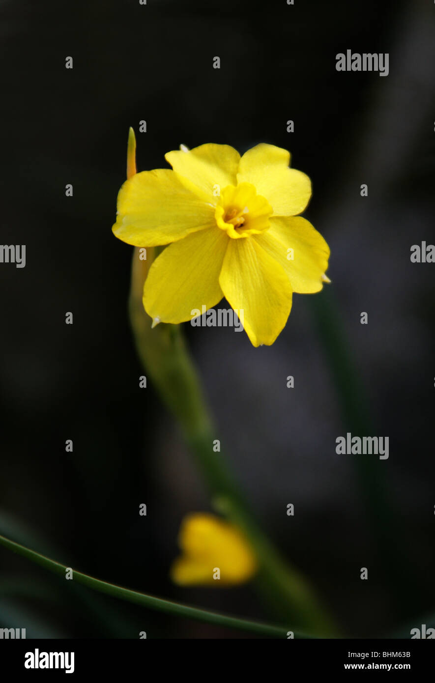 Jonquil oder Jonquilla Narcissus, Apodanthus Narzisse, Narcissus Jonquilla, Amaryllisgewächse, Portugal und Spanien Stockfoto