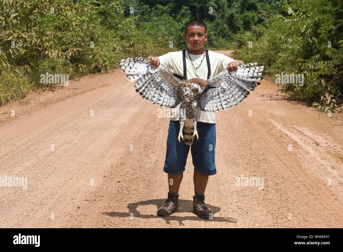 Egbert Frederic Natur führen Iwokrama Rainforest mit reich verzierten Hawk-Adler (Spizaetus Ornatus) Straße Unfall-Guayana Schild Guyana Stockfoto