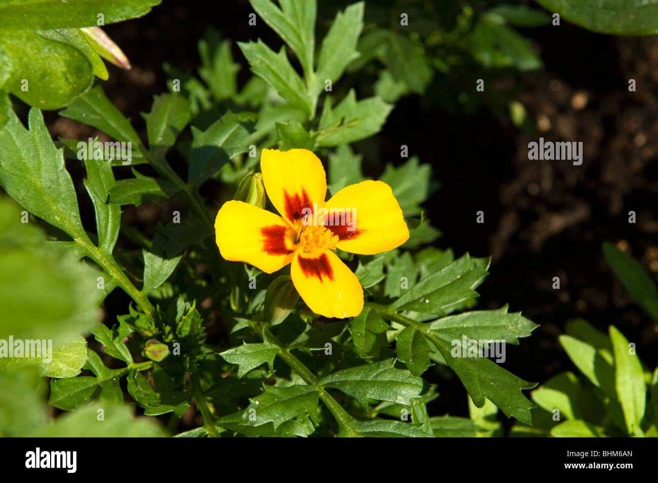 Ringelblume (Tagetes). Signet Ringelblume wächst in einen Rahmen Stockfoto