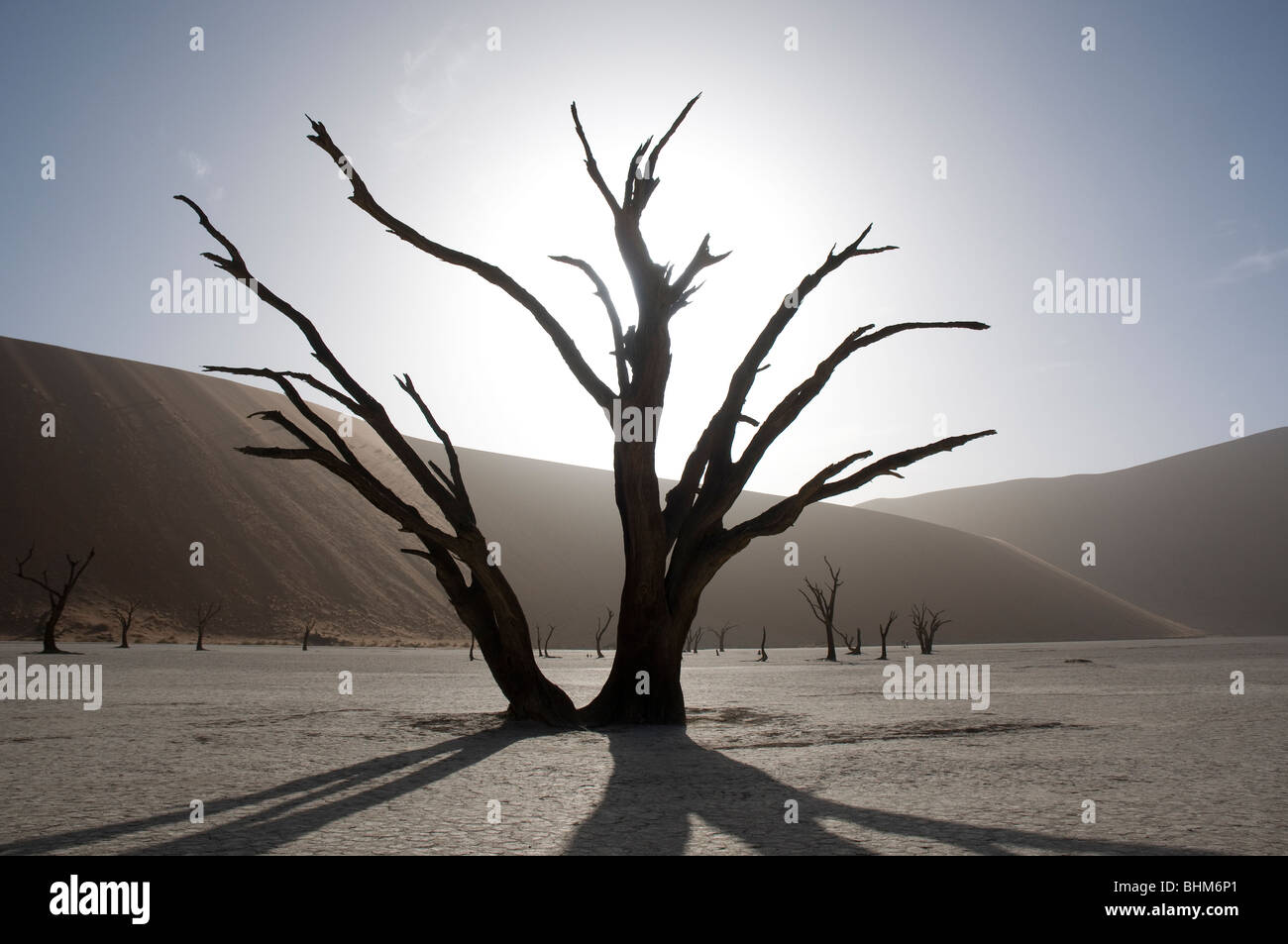 Gegenlicht Baum im trockenen Schlamm pan, dead Vlei, Sesriem, Namibia Stockfoto