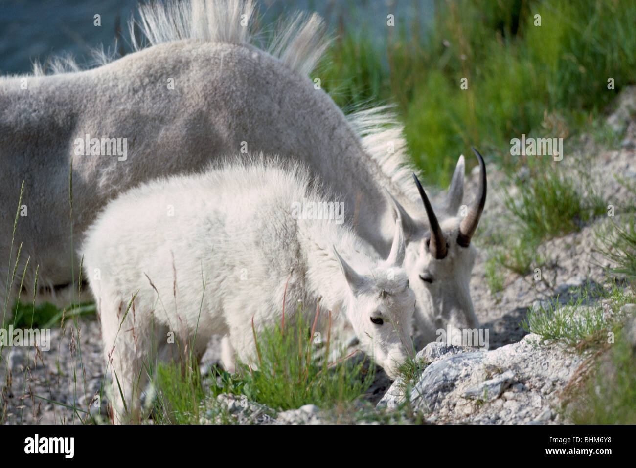 Bergziege-Nanny und Kid (Oreamnos Americanus) Weiden im Mineral lecken, Kootenay National Park, BC, Britisch-Kolumbien, Kanada Stockfoto