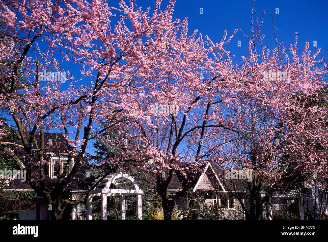 Cherry Blossom / Blüten auf japanische Kirschbäume, Vancouver, BC, Britisch-Kolumbien, Kanada - Straße-Wohnpark, Spring Stockfoto