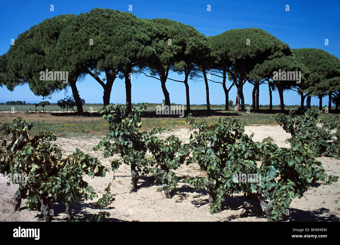 Listel Vines, Vineyard oder Vin du Sable wächst auf Sandy Soils, & Avenue or Row of Stone Pines, Pinus pinea, alias Parasol Pines Camargue, Frankreich Stockfoto