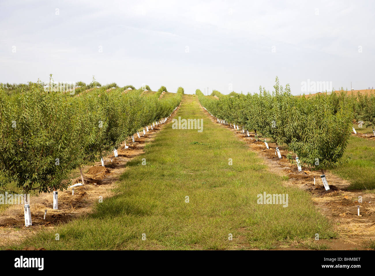 Mandel-Plantage in Kalifornien, USA Stockfoto