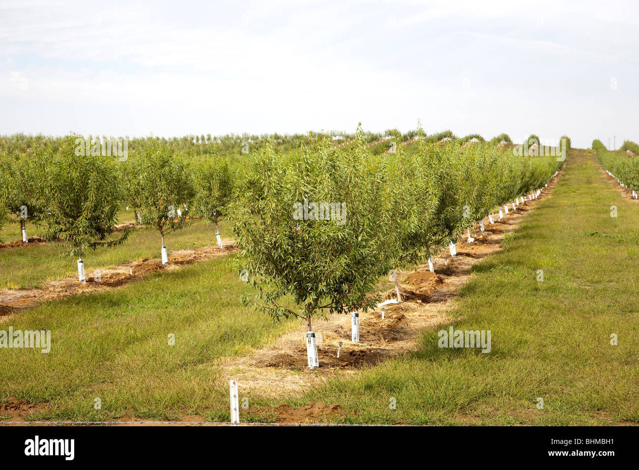Mandel-Plantage in Kalifornien, USA Stockfoto