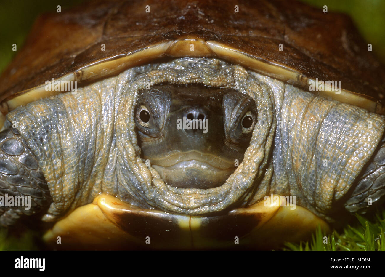 Reeves Schildkröte Süd-Ost-Asien Stockfoto