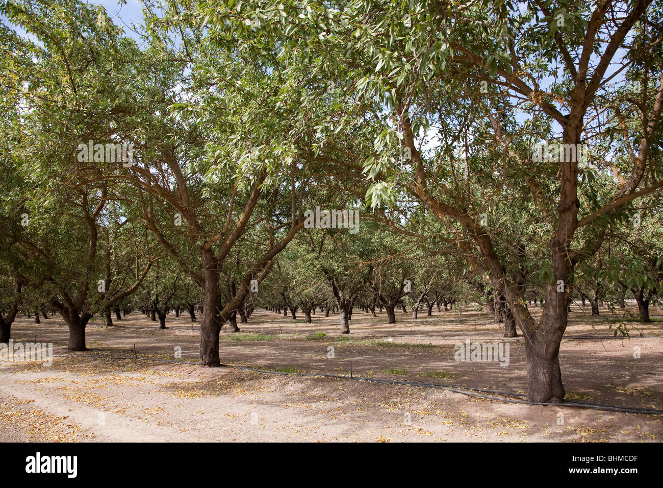 Mandel-Plantage in Kalifornien, USA Stockfoto