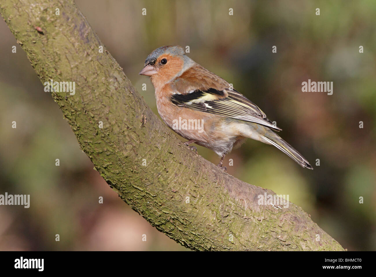 Männliche gemeinsame Buchfink auf einem Ast Stockfoto