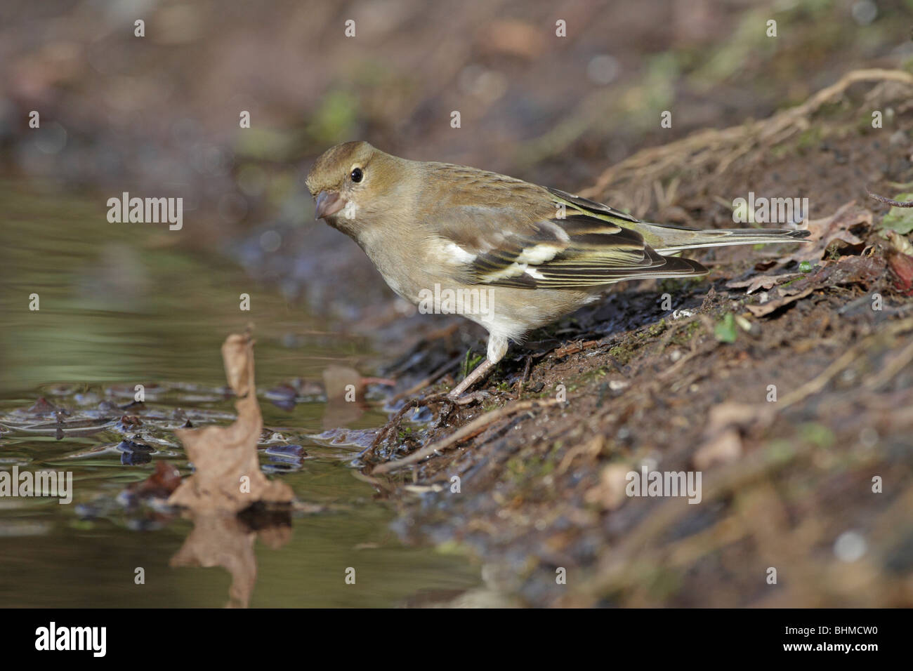Weibliche gemeinsame Buchfink an einem Teich Stockfoto