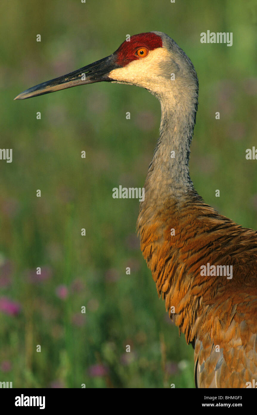 Grus canadensis Sandhill Crane Nordamerika, durch Überspringen Moody/Dembinsky Foto Assoc Stockfoto