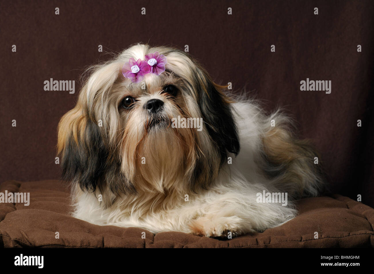 Shih-Tzu Hund Portrait, Weiblich, die acht Monate alte Stockfoto