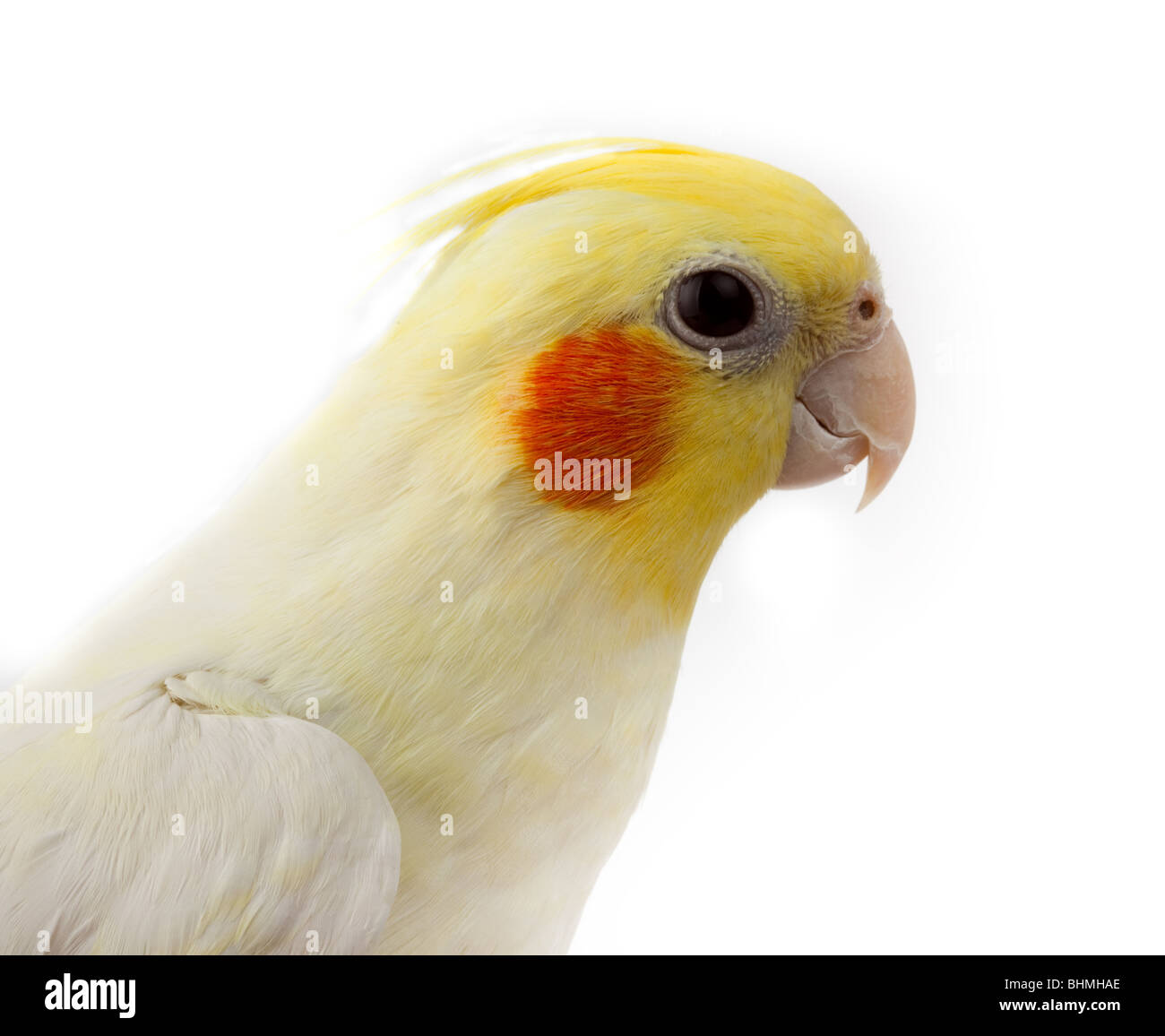 Kakadu Papagei oder Quarrion oder Weero (Nymphicus Hollandicus) im Studio vor einem weißen Hintergrund. Stockfoto