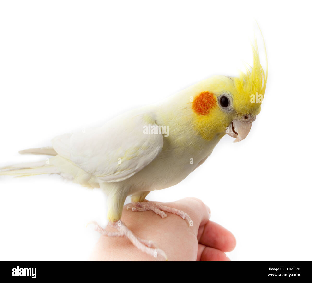 Kakadu Papagei oder Quarrion oder Weero (Nymphicus Hollandicus) im Studio vor einem weißen Hintergrund. Stockfoto