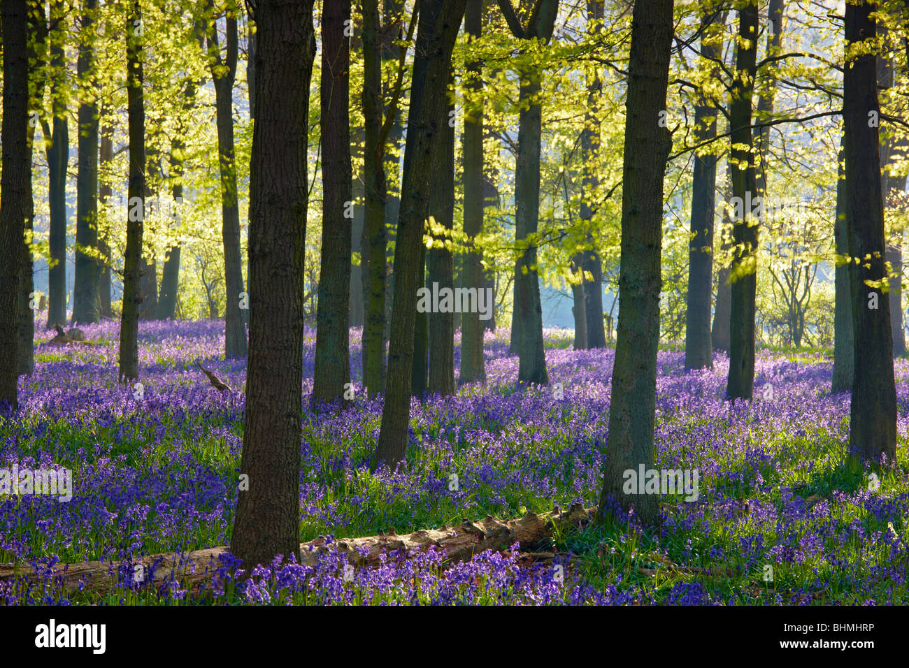 Sonnenlicht streaming über den Bäumen, der Schirm das Licht erreicht den Teppich der Glockenblumen auf dem Waldboden zu entschärfen. Stockfoto