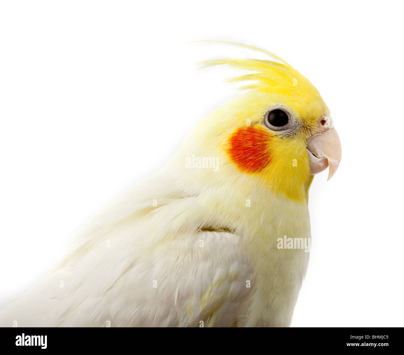 Kakadu Papagei oder Quarrion oder Weero (Nymphicus Hollandicus) im Studio vor einem weißen Hintergrund. Stockfoto